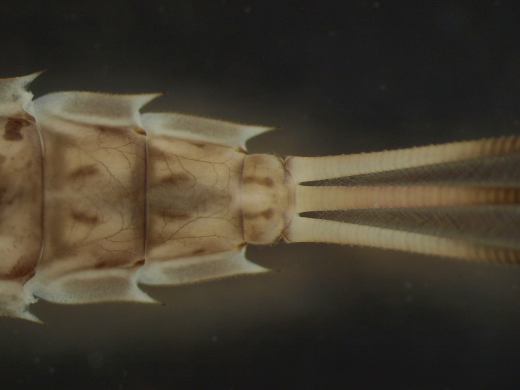 Siphlonurus aestivalis